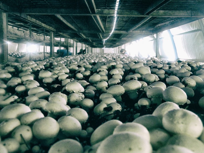 Какие грибы растут в микроклимате